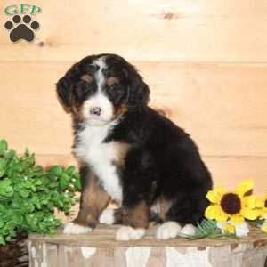 Wren – F1, Bernedoodle Puppy